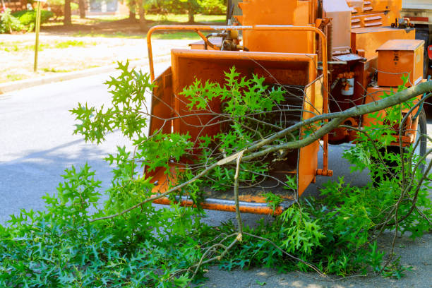 Best Fruit Tree Pruning  in Wild Peach Village, TX