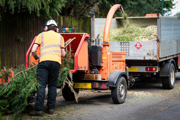 How Our Tree Care Process Works  in  Wild Peach Village, TX