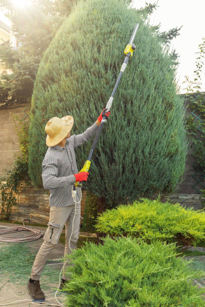 How Our Tree Care Process Works  in  Wild Peach Village, TX